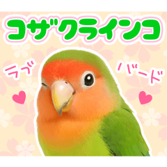 [LINEスタンプ] コザクラインコの日常.