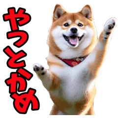 [LINEスタンプ] 岐阜弁☆柴犬