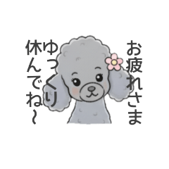 [LINEスタンプ] トイプードル グレー（長文の日常会話）