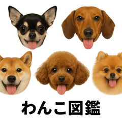 [LINEスタンプ] わんこ図鑑/犬/ドッグ/スタンプ