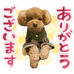 [LINEスタンプ] リア恋トイプーの使える言葉