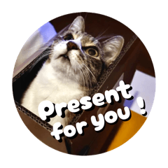 [LINEスタンプ] 猫好きさんの為のスタンプ。