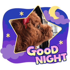 [LINEスタンプ] トイプードルのココアちゃん3