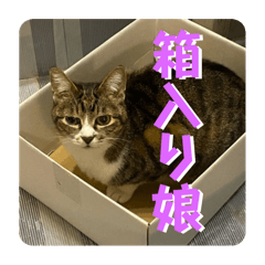[LINEスタンプ] 猫好きさんの為のスタンプ、ルナ編