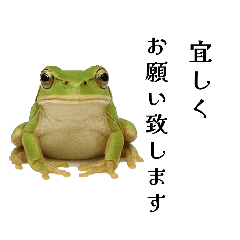 [LINEスタンプ] 腰が低めのアマガエル