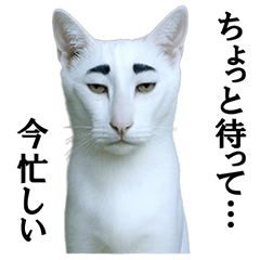 [LINEスタンプ] ツンデレ猫「マロ」〜眉毛で語る気まぐれ王