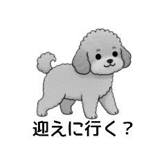 [LINEスタンプ] 家族で使いやすいトイプードル