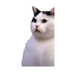 [LINEスタンプ] 動く！踊る猫ミーム(パート29)