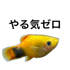 [LINEスタンプ] うちの子熱帯魚