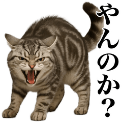 [LINEスタンプ] 煽る！ネコ