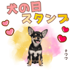 [LINEスタンプ] くろたんチワワ♡スタンプ