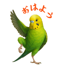[LINEスタンプ] ポーズキメキメインコのごあいさつ