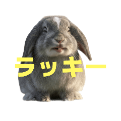[LINEスタンプ] うさぎ J 2