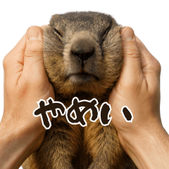[LINEスタンプ] キュートアグレッション耐久マーモット
