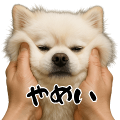 [LINEスタンプ] キュートアグレッション耐久ポメラニアン