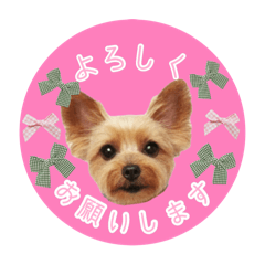 [LINEスタンプ] ヨーキーりこちゃんの愛されスタンプ