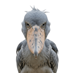 [LINEスタンプ] 何か言いたそうなハシビロコウ