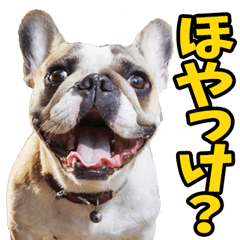 [LINEスタンプ] 福井弁☆わんこ