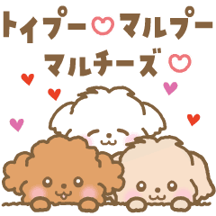 [LINEスタンプ] トイプー❤️マルプー❤️マルチーズ