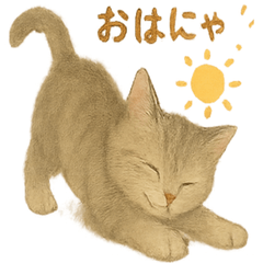 [LINEスタンプ] ねこもちの日常