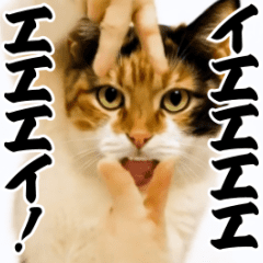 [LINEスタンプ] 【すんごい使える】パリピ猫