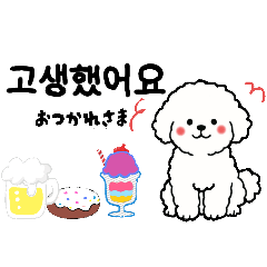 [LINEスタンプ] ビションフリーゼ 便利な韓国語の日常会話