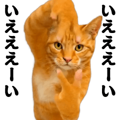 [LINEスタンプ] 踊る！横揺れ界隈/にゃんこ/猫/ねこ/ネコ