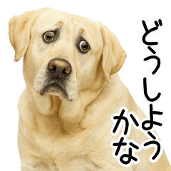 [LINEスタンプ] ラブラドール★ず～っと毎日使える即返信！