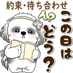 [LINEスタンプ] B＆Wシーズー犬 2025 「約束・待ち合わせ」