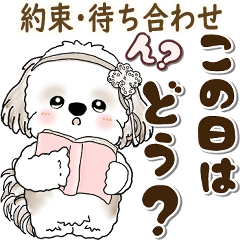 [LINEスタンプ] シーズー犬 2025 「約束・待ち合わせ」