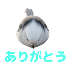 [LINEスタンプ] しまえなが J 2