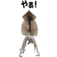 [LINEスタンプ] キモ激しく動く！イカ