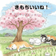 [LINEスタンプ] 可愛すぎる！日本犬達のメッセージスタンプ