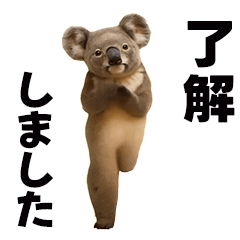 [LINEスタンプ] おどる！きもかわコアラ