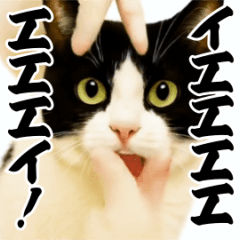 [LINEスタンプ] パリピ横揺れハチワレ