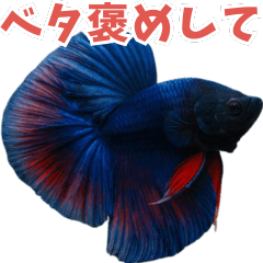 [LINEスタンプ] ⭐ベタ 闘魚【毎日使えるペットシリーズ】