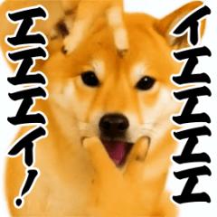 [LINEスタンプ] パリピ横揺れ柴犬