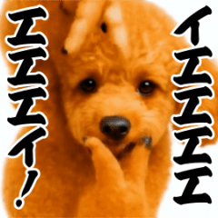 [LINEスタンプ] パリピ横揺れトイプードル