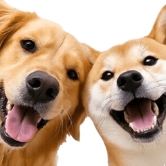 [LINEスタンプ] 飛び出す★犬犬犬