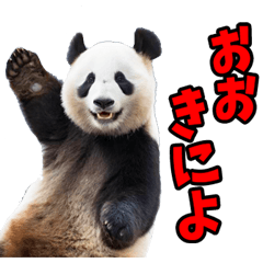 [LINEスタンプ] 和歌山弁☆パンダ