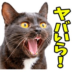 [LINEスタンプ] 静岡弁☆にゃんこ