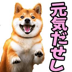 [LINEスタンプ] 山梨甲州弁☆柴犬
