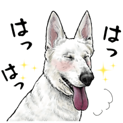 [LINEスタンプ] 意外と使えるリアル犬の熱い愛