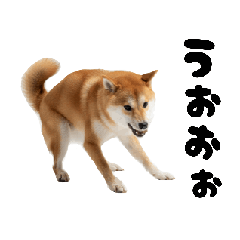 [LINEスタンプ] めっちゃ動く！柴犬