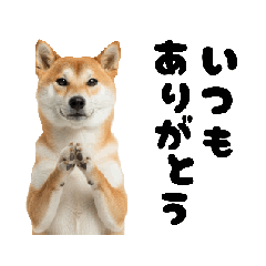[LINEスタンプ] めっちゃ動く！柴犬の家族連絡