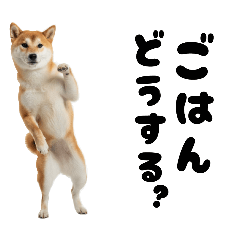 [LINEスタンプ] めっちゃ柴犬☆家族連絡