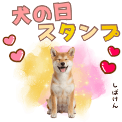 [LINEスタンプ] しばけん子犬の毎日スタンプ【犬の日】