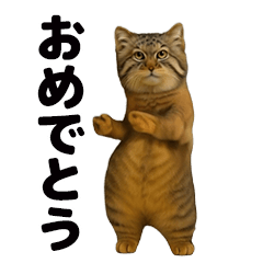 [LINEスタンプ] おどる！マヌルネコ