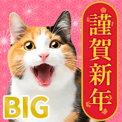 [LINEスタンプ] かわいい猫写真♪年賀BIGスタンプ【再販】