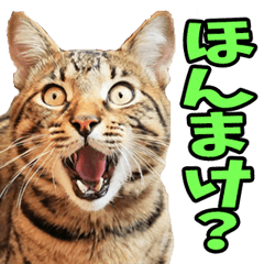 [LINEスタンプ] 富山弁☆にゃんこ.
